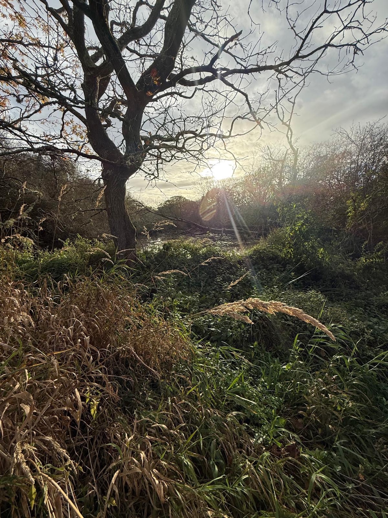 Prime beaver habitat