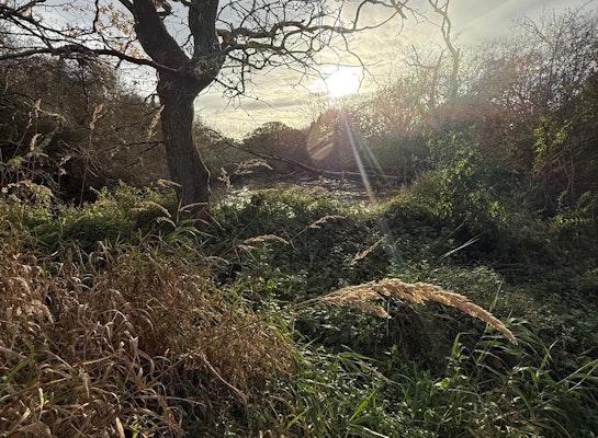 Prime beaver habitat