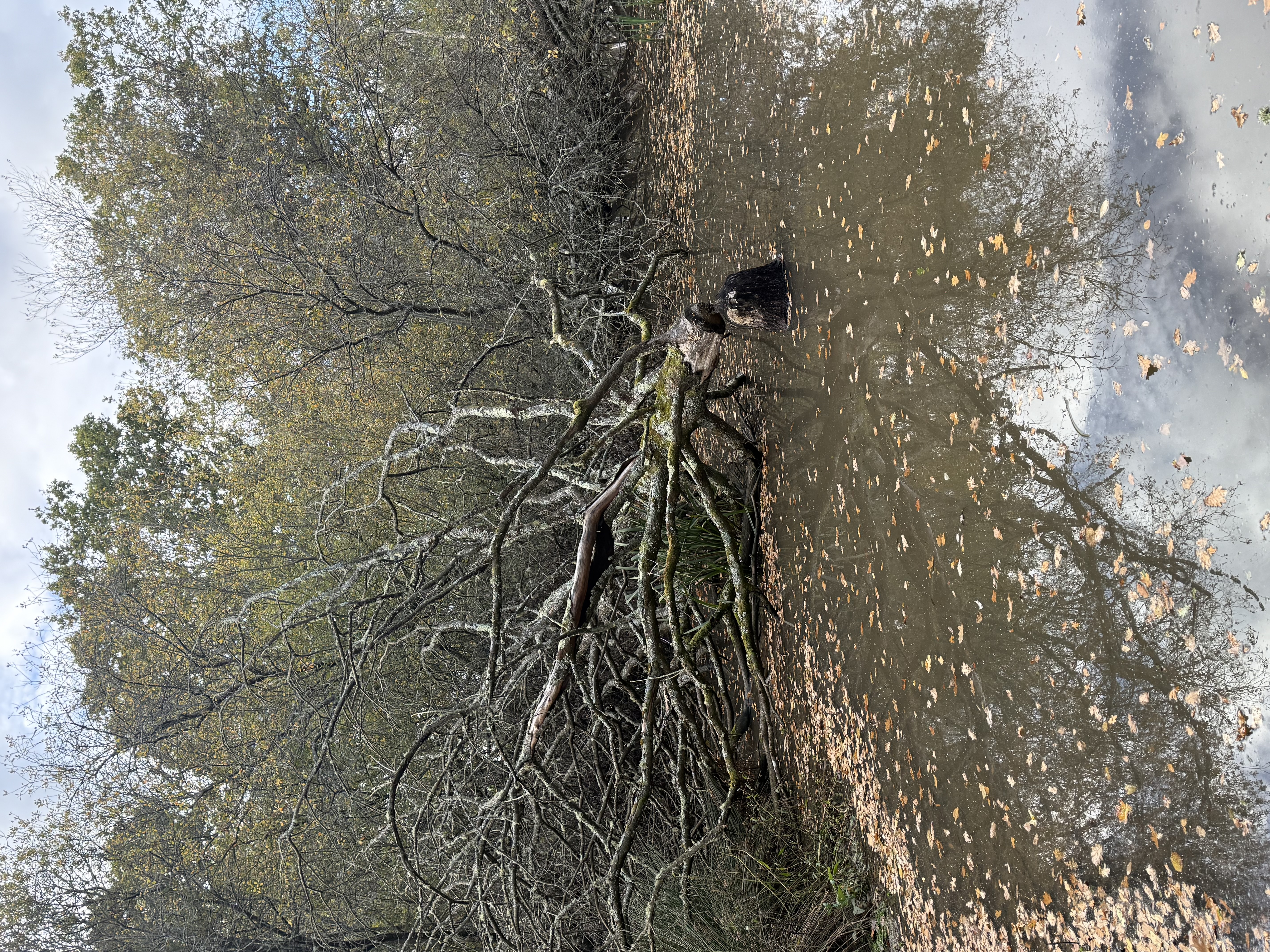 More evidence of beavers