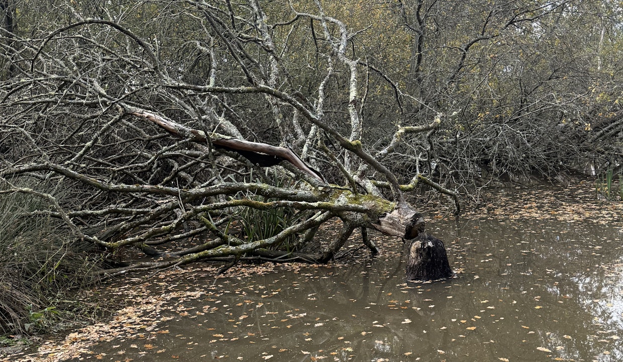 More evidence of beavers