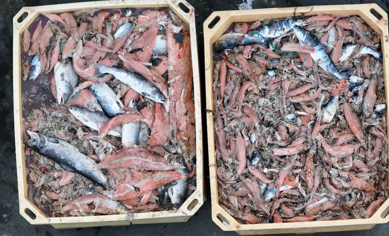 salmon killed by jellyfish