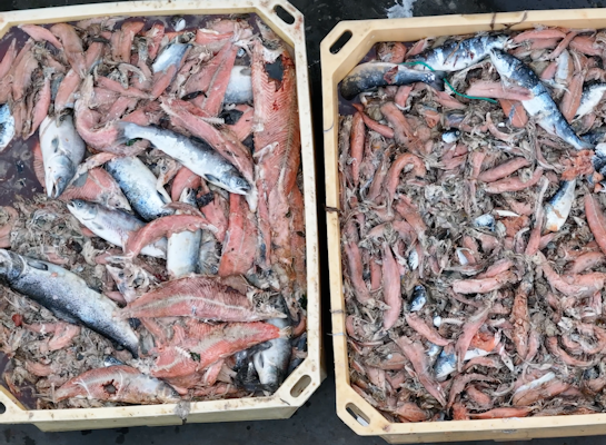 salmon killed by jellyfish