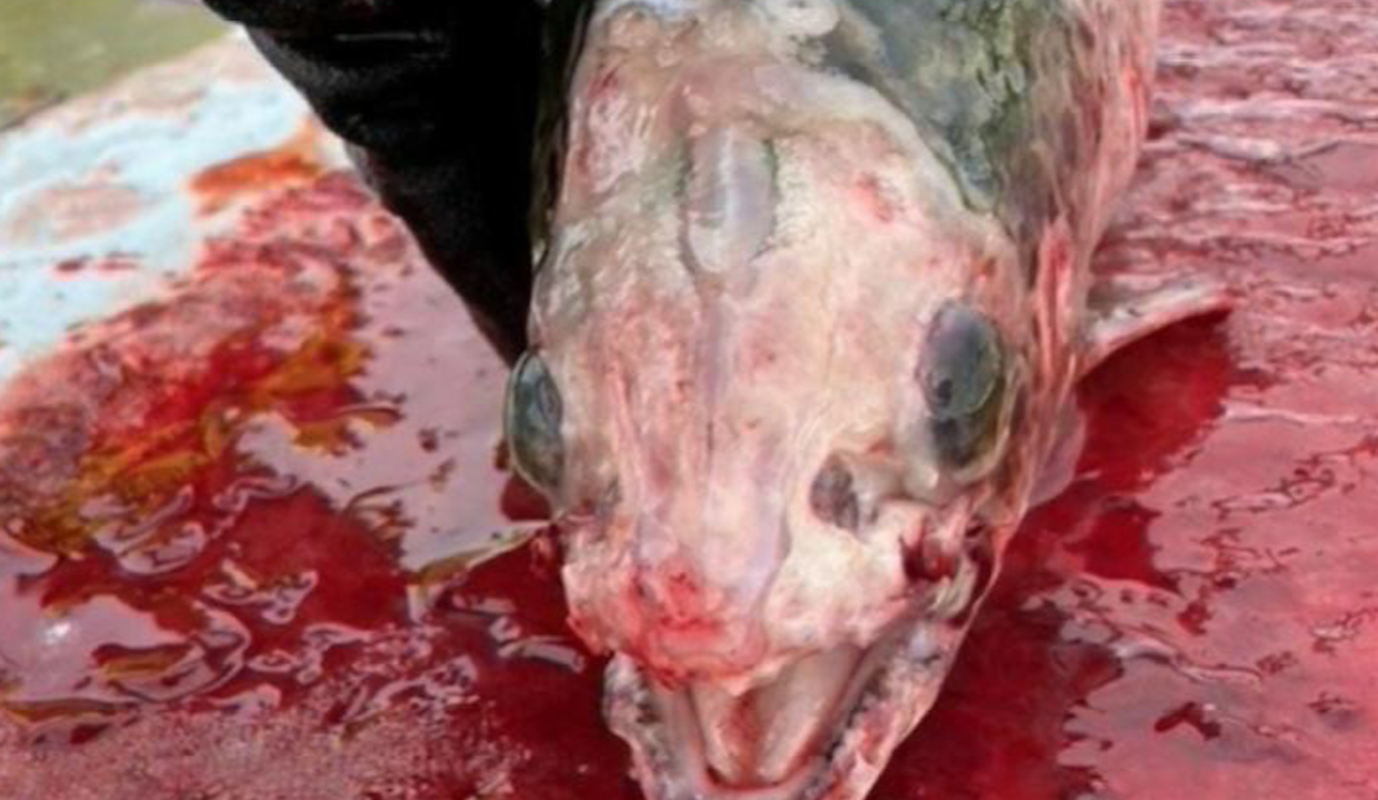 Salmon after jellyfish stings