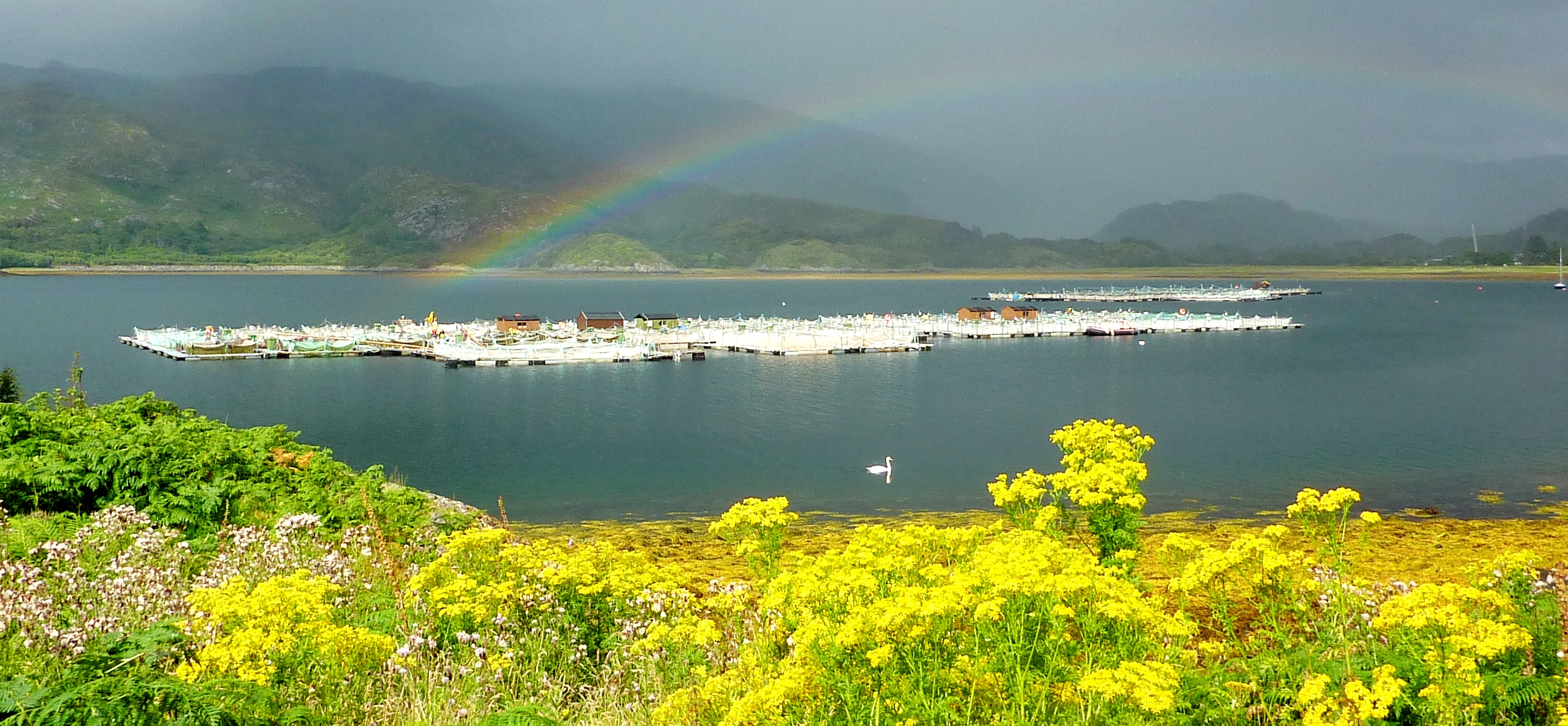 Salmon farm in Loch Ailort.