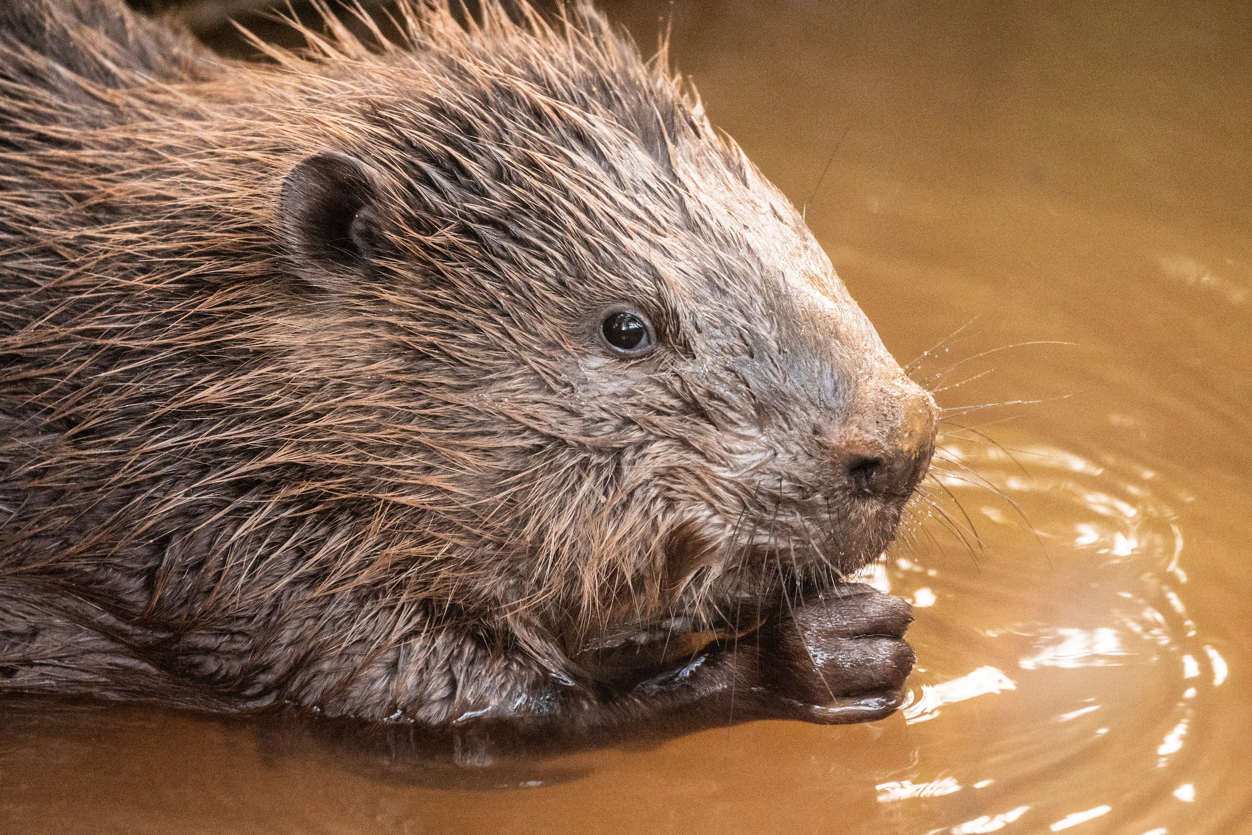 Beaver in the river