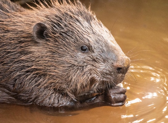 Beaver in the river