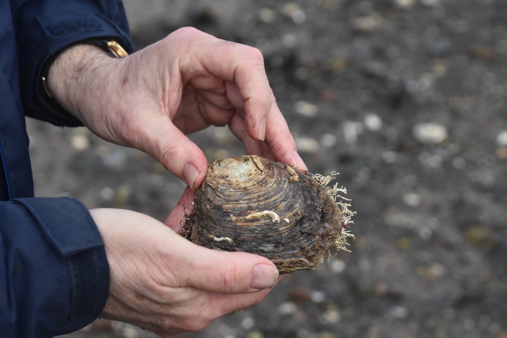 man holding an oyster