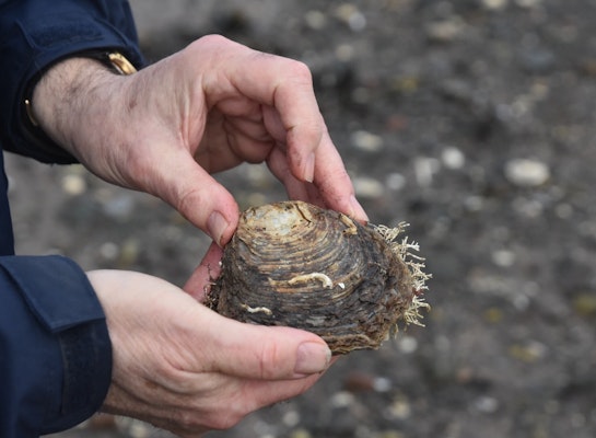 man holding an oyster