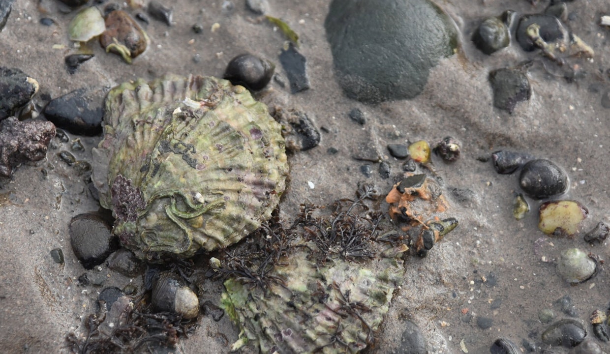 Oysters in the wild