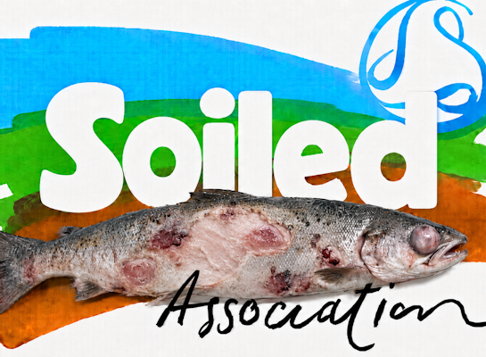 Reality of Organic Salmon