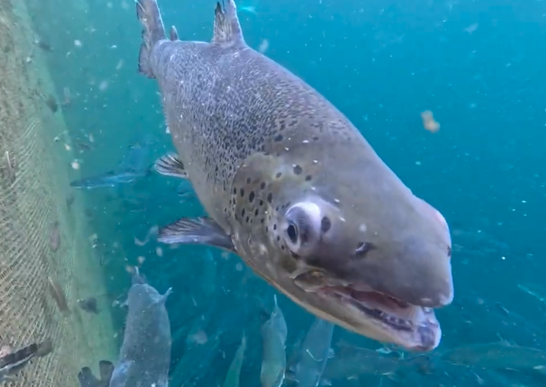 Deformed salmon bred by Norwegian factory farmers in Scotland