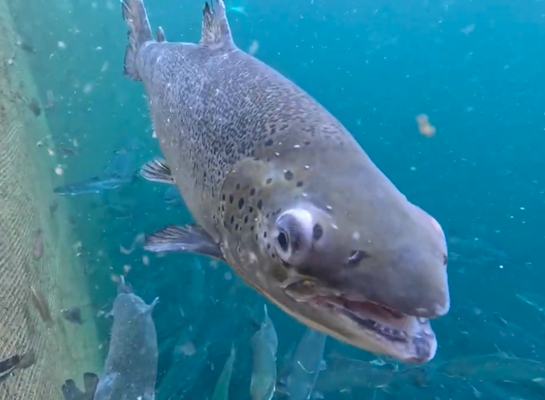Deformed salmon bred by Norwegian factory farmers in Scotland