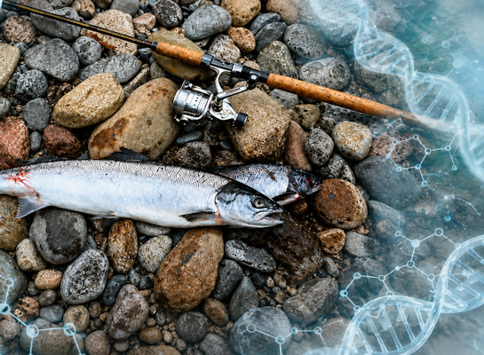 Two escaped farmed salmon caught on River Coe