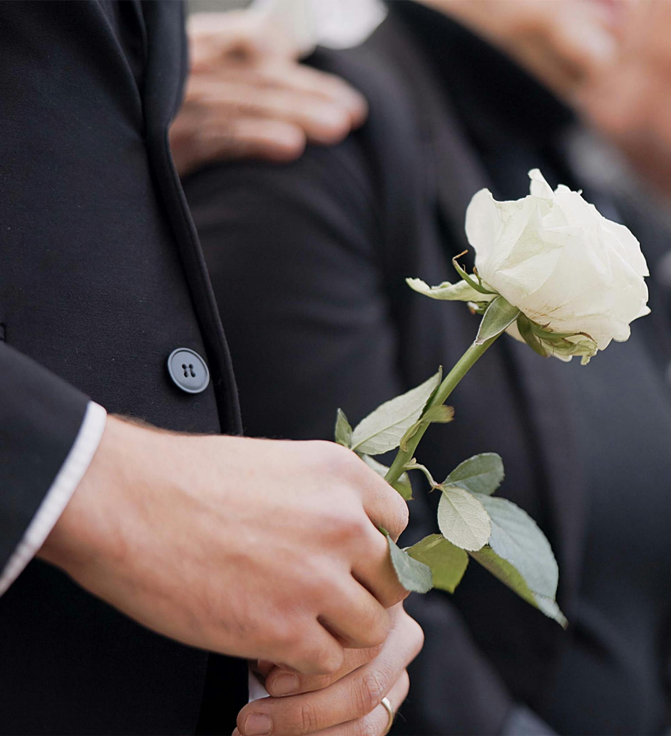 person holding a white rose