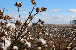 Serviettes hygiéniques en coton bio