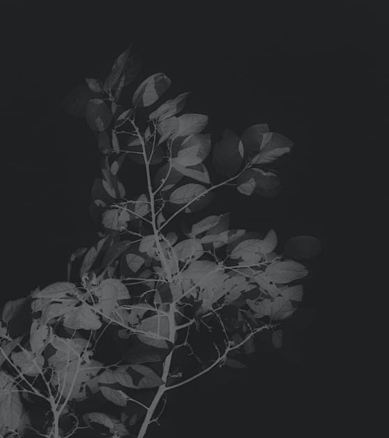 Black and white images of flowers