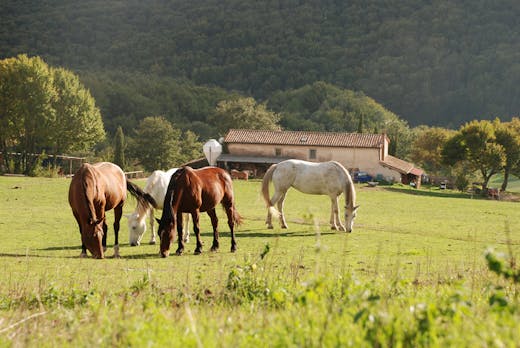 Cavalli al pascolo dietro le stalle del Cornacchino