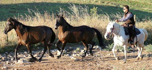 Spostare mandrie di cavalli
