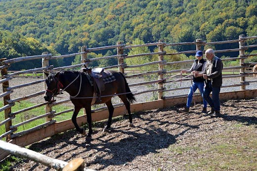Groundwork & Horsemanship
