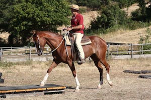 Cavallo e cavaliere, esercizi con ostacoli