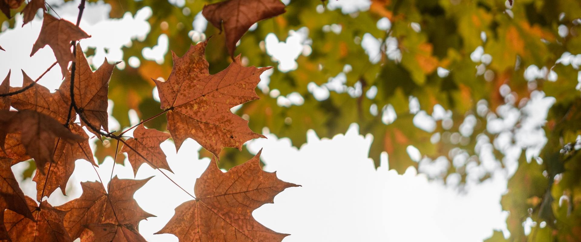 L'érable, un monde à distiller