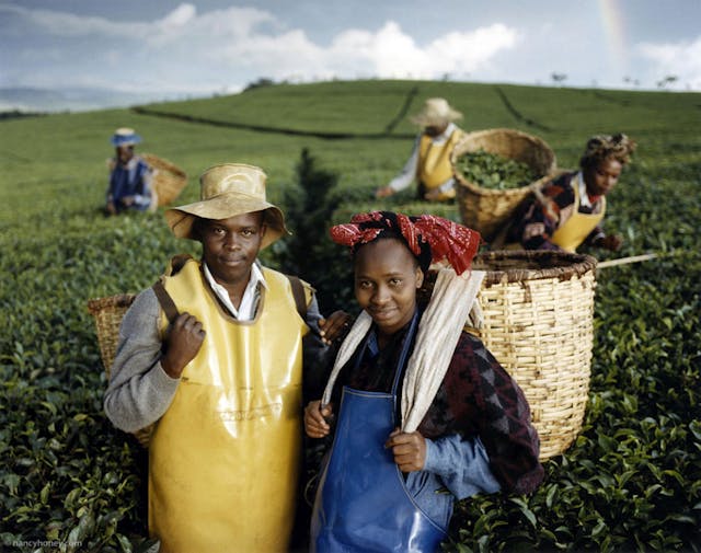 This shows a small part of a campaign, in 1998, notable because it was one of the first to try to reflect authenticity, sustainability and corporate social responsibility for a UK supermarket.  I was asked to travel to Kenya with my team to photograph the workers on an equatorial plantation that supplied tea to the Co-Op. It highlighted the good and fair conditions for the workers and the provenance of the product.