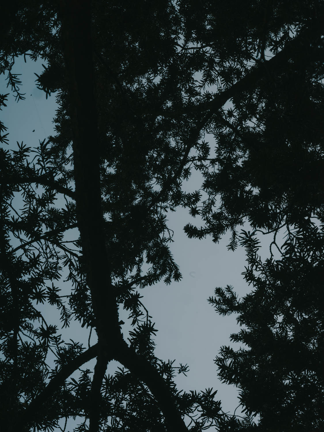 Silhouettes of tree branches and leaves form a dark, intricate pattern against a pale blue sky, creating a natural frame with the sky visible through gaps in the foliage.