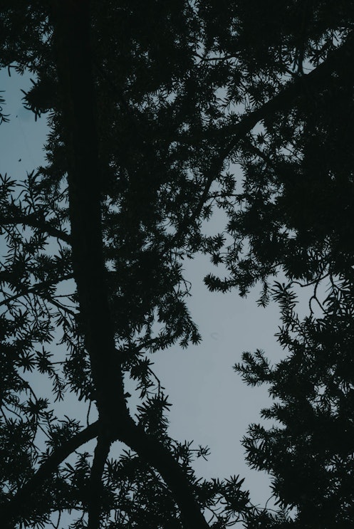 Silhouettes of tree branches and leaves form a dark, intricate pattern against a pale blue sky, creating a natural frame with the sky visible through gaps in the foliage.