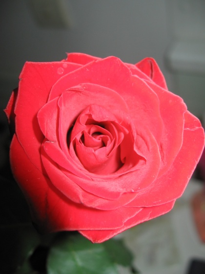 Sv. Valentin ima ključ od korenin