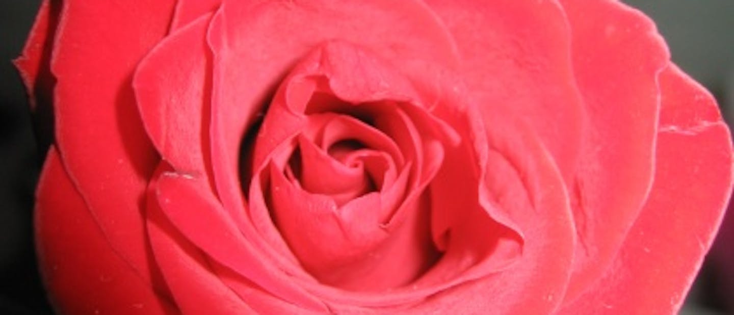 Sv. Valentin ima ključ od korenin