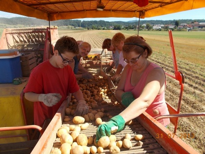 Krompirjeva akcija Grosupeljskih skavtov