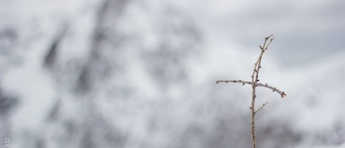 Izsledili smo Belega jelena