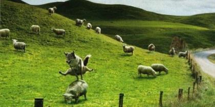 VABILO: Volčji večer