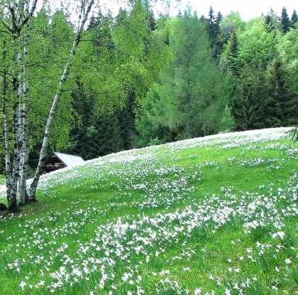 10. jubilejni pohod po narcisnih poljanah