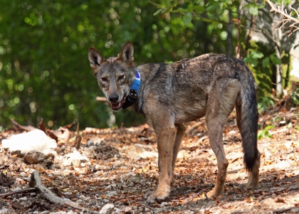 Vabilo na ogled filma "Za volkovi"