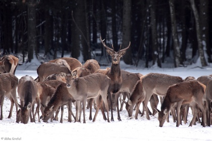 ŽvN vabi na Predavanje o parklarjih