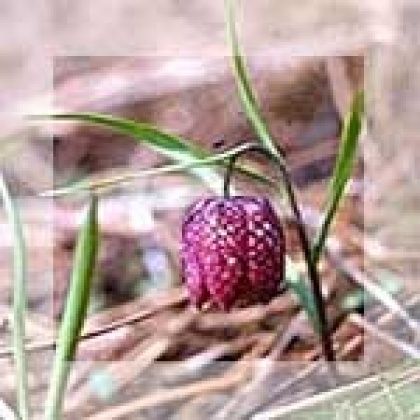 Skavtske babice in dedki, pozdravljeni!