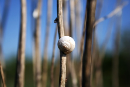 Polžek, kje se skrivaš?