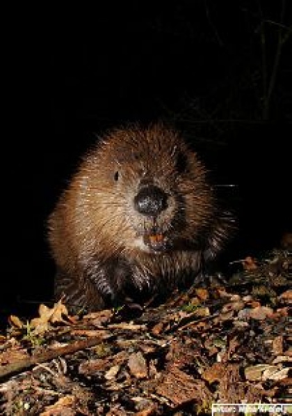 Ali ste vedeli, da je bober pri nas izumrl?