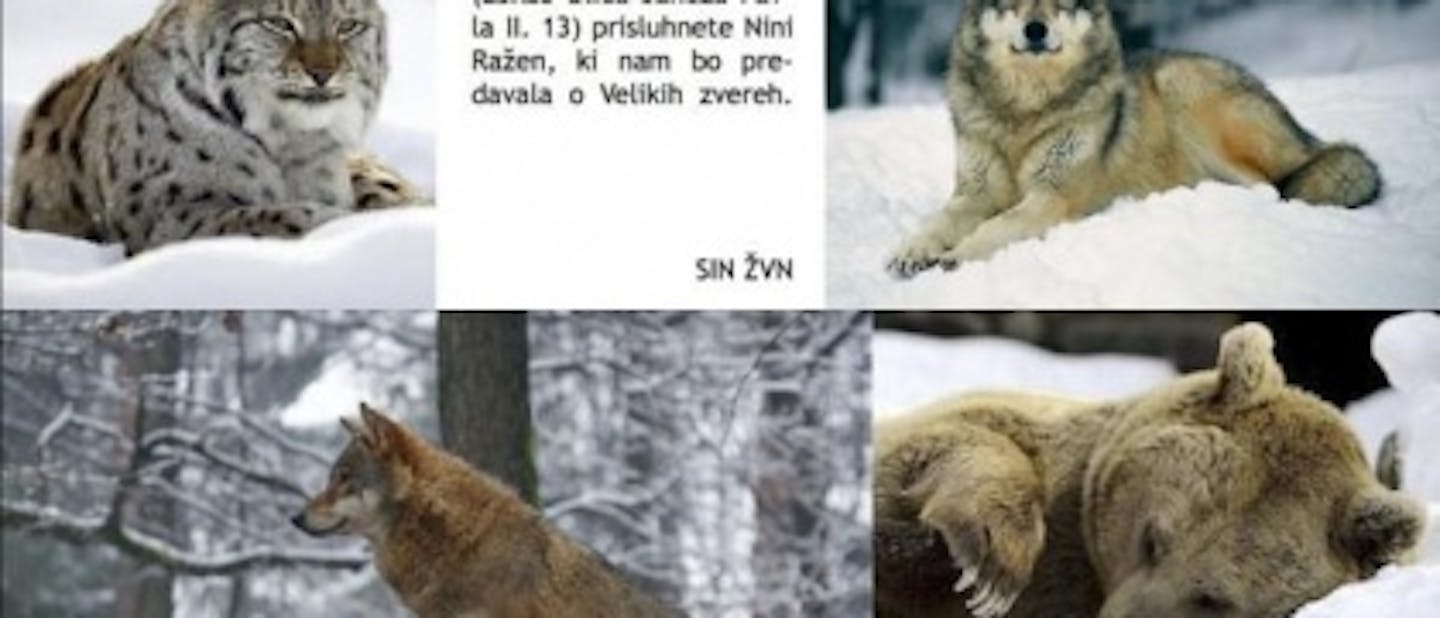 Se bojiš velikih zveri?
