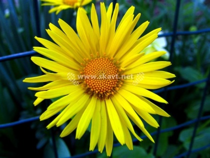 Kako v podjetju ustvarjati kulturo odprtega...