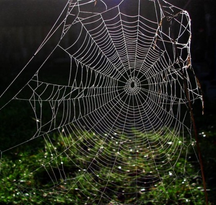 "ISGF: Dinozaver ali ginkovo drevo?" -...