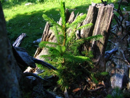 Delovna akcija v Skavtskem okoljskem centru v...