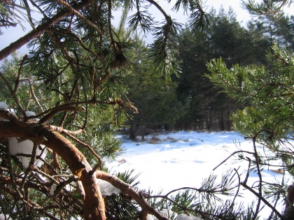 Še zadnji Skavtič prihaja v vaše domove