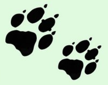 Stari volkovi gremo med medvede