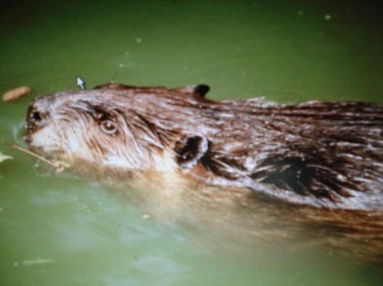 Bobri… oratorij… Moravče 1