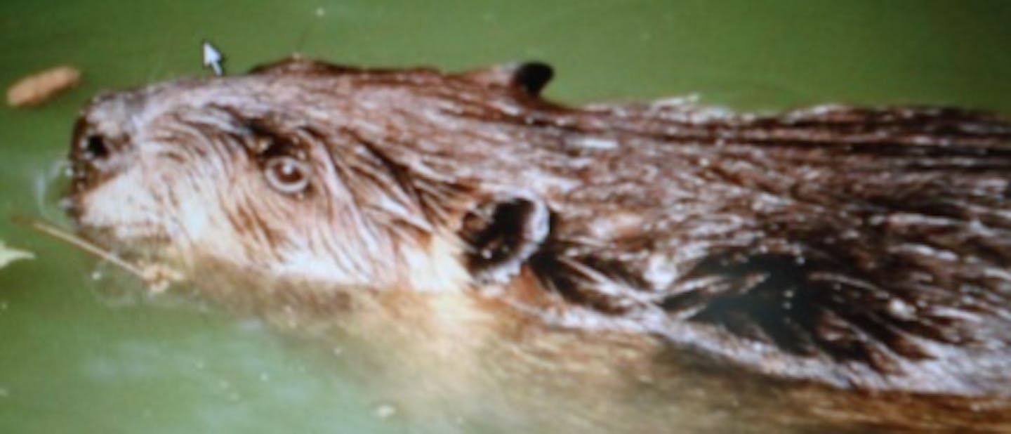 Bobri… oratorij… Moravče 1