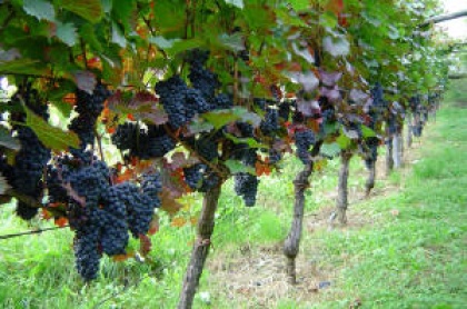 Bandimo & Svet Primorske regije