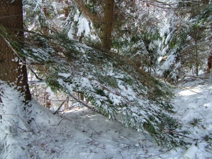 Zimsko izdelovanje bivakov