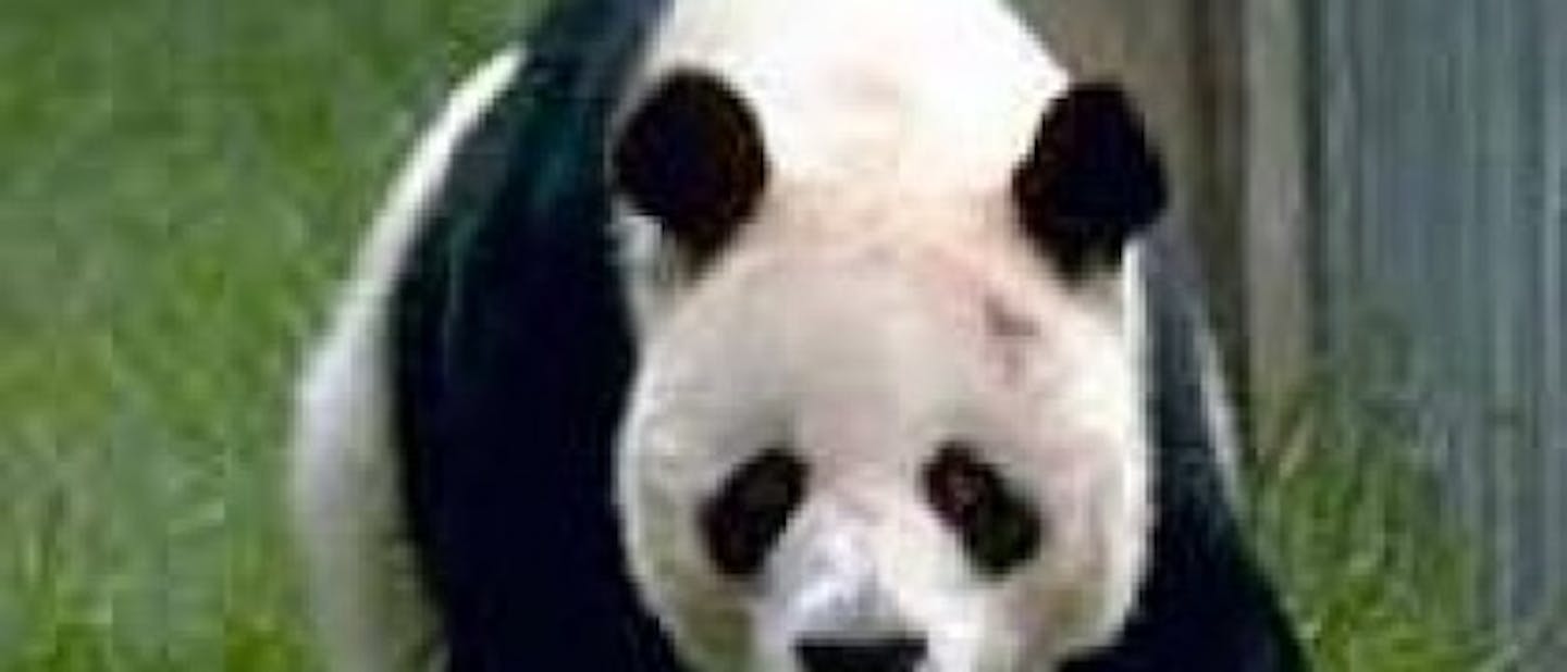 Pande na obisku v Poljanah